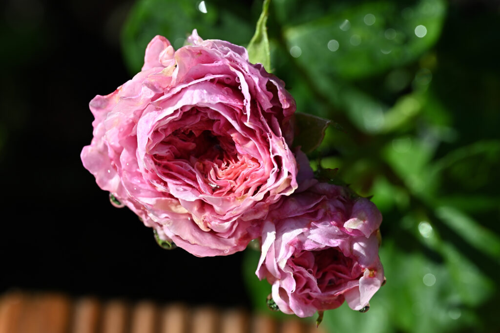zwei rosa Rosenblüten